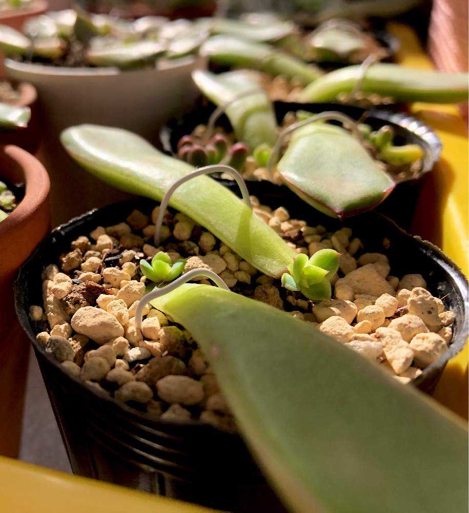 葉挿し　大量セット プレリンゼバラバラ事件からの大量葉挿し｜🍀GreenSnap