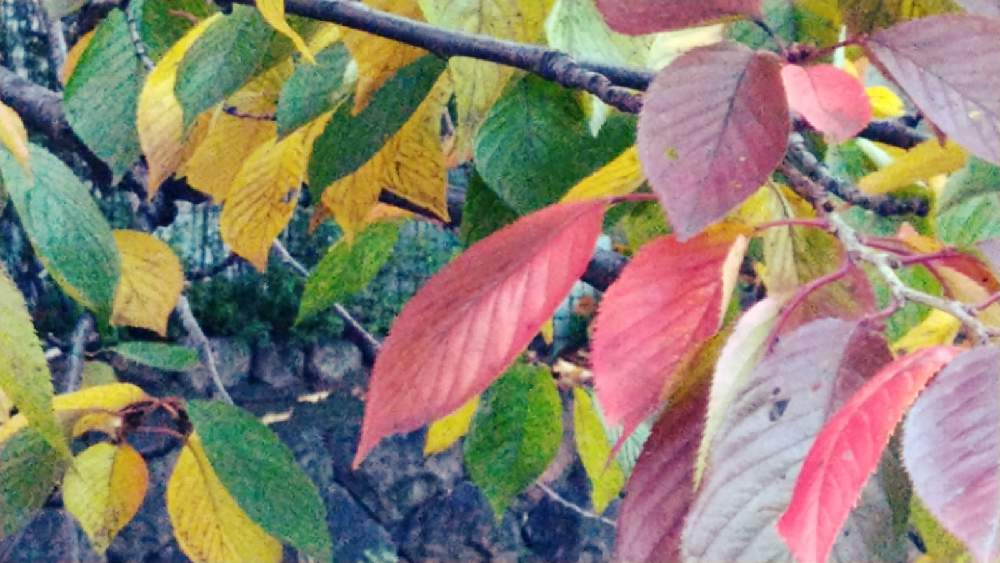 桜の木 紅葉 の投稿画像 By あべべさん ご近所さんと秋らしいと紅葉の京都と紅葉フォトコン 月11月11日 Greensnap グリーンスナップ