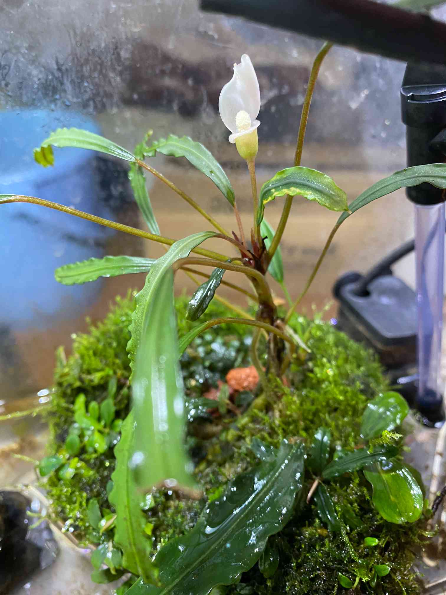 ブセファランドラspララズの一覧｜🍀GreenSnap（グリーンスナップ）