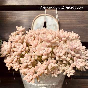 ピンプリの投稿画像一覧 Greensnap グリーンスナップ