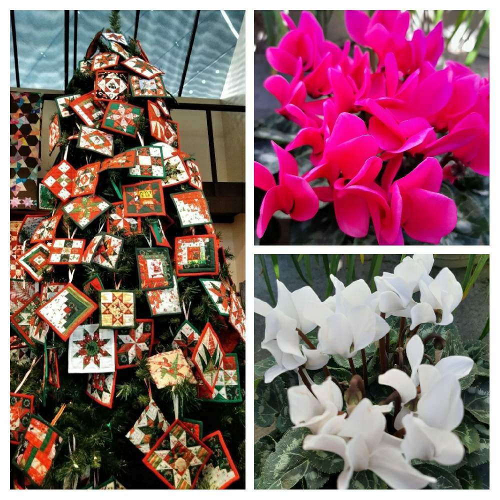 やえさんの投稿画像 月11月11日 Greensnap グリーンスナップ