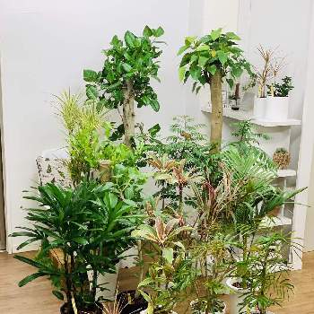 インドボダイジュの育て方 日当たりや水やりの加減は Greensnap グリーンスナップ インドボダイジュの育て方 日当たりや水やりの加減は Greensnap グリーンスナップ