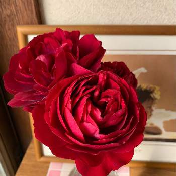 赤薔薇の投稿画像一覧 Greensnap グリーンスナップ 赤薔薇の投稿画像一覧 Greensnap グリーンスナップ