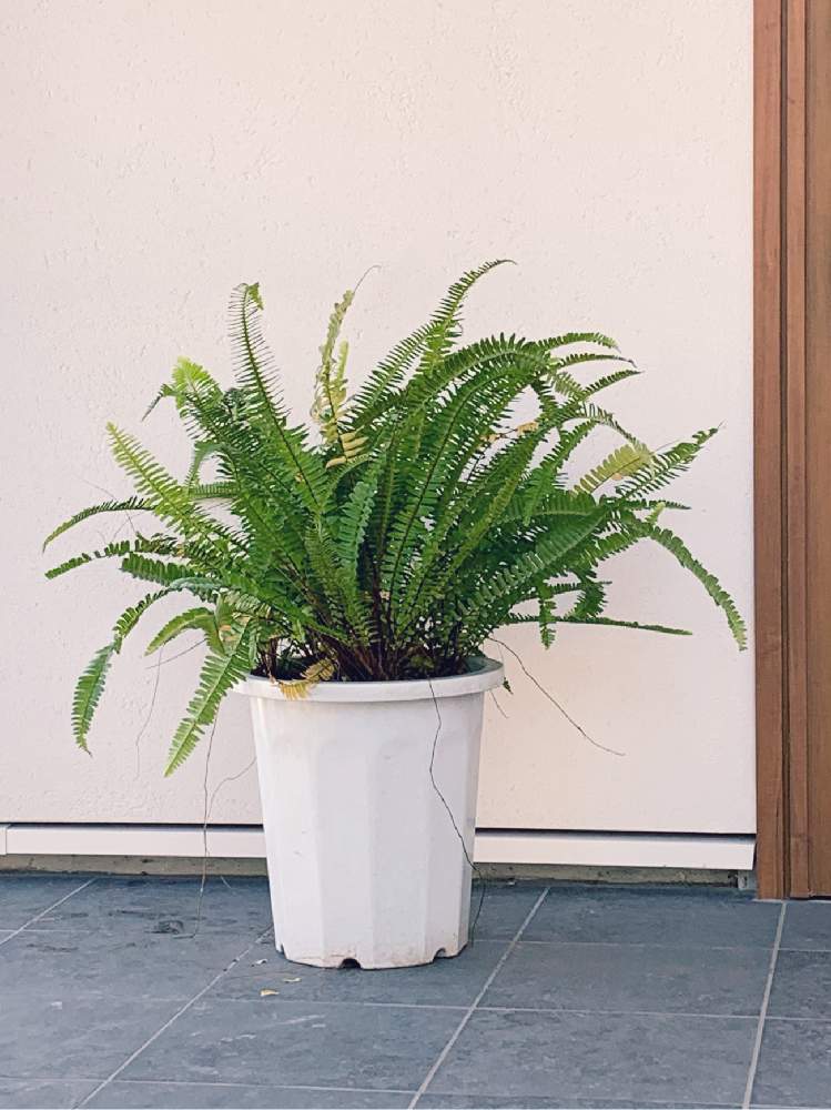 タマシダの投稿画像 By Tamacchiさん 観葉植物とシダ植物 月11月11日 Greensnap グリーンスナップ タマシダの投稿画像 By Tamacchiさん 観葉植物とシダ植物 月11月11日 Greensnap グリーンスナップ