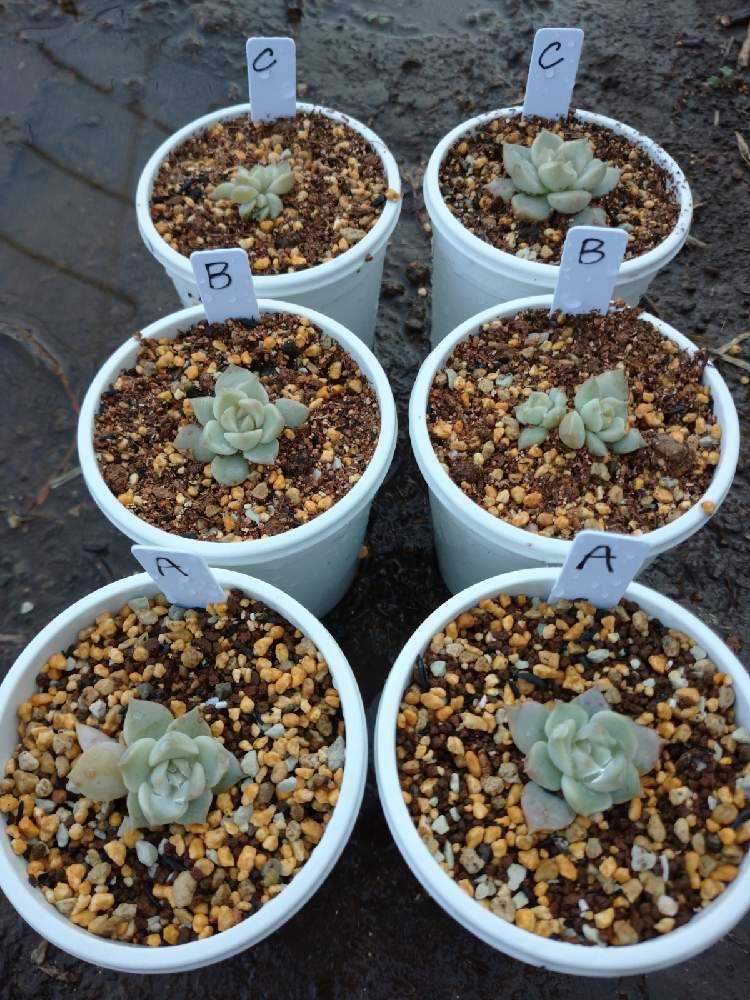 Top【選抜株】多肉植物　9613ピュアホワイト　50個　鉢無し/脱土 我が家の土はどれが最適？｜🍀GreenSnap（グリーンスナップ）