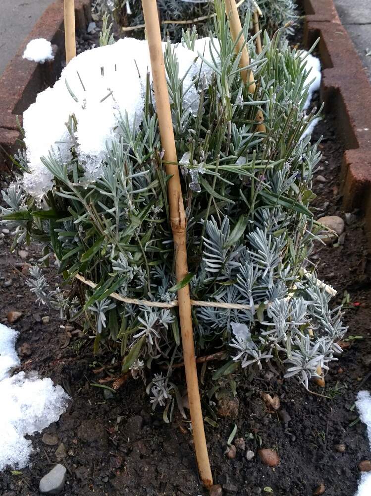 家庭菜園の投稿画像 By ひろgさん おうちde菜園とラベンダー と冬囲い と北海道 月11月11日 Greensnap グリーンスナップ