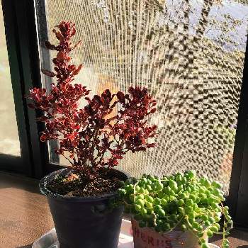 多肉ピーチネックレスの投稿画像一覧 Greensnap グリーンスナップ