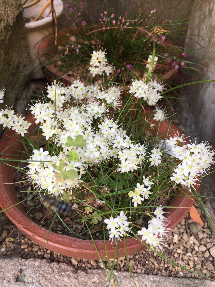 花らっきょうの投稿画像 By Sunhopeさん 手間いらずとおうち園芸と球根と鉢植えと花のある暮らしと白い花と球根植物 月11月11日 Greensnap グリーンスナップ