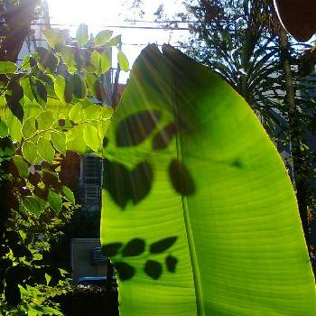 芭蕉の葉の投稿画像一覧 Greensnap グリーンスナップ 芭蕉の葉の投稿画像一覧 Greensnap グリーンスナップ