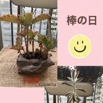 うさぎさん の投稿画像一覧 Greensnap グリーンスナップ うさぎさん の投稿画像一覧 Greensnap グリーンスナップ