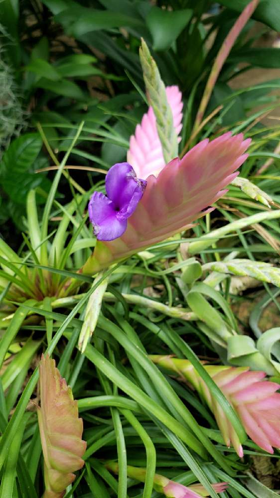 チランジア キアネア ハナアナナス の投稿画像 By よっしさん 多肉植物と開花と室内栽培と花壇と公園と季節の花と植物園とおでかけ先と花のある暮らしとお散歩と四季の風景とgreen Up と咲くやこの花館 月11月11日 Greensnap グリーンスナップ