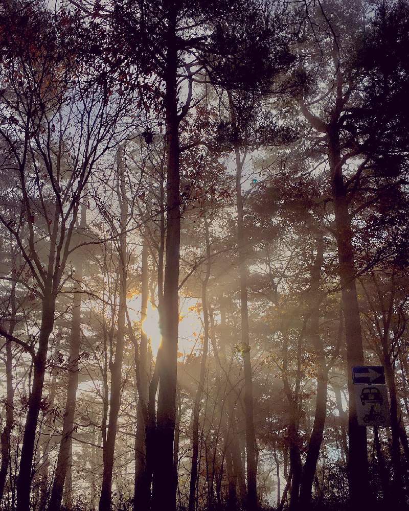 山の中の景色の投稿画像 By 日曜大工さん 里山大好き協会と朝霧 と妄想倶楽部と雑木林 月11月11日 Greensnap グリーンスナップ