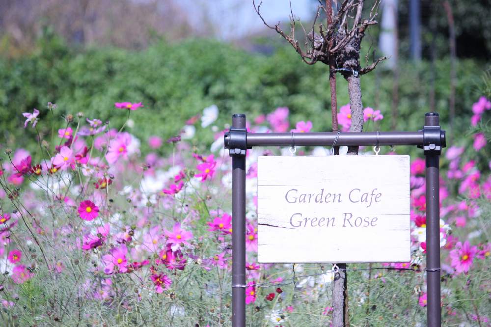 Garden Cafe Green Rose 年秋 Greensnap グリーンスナップ