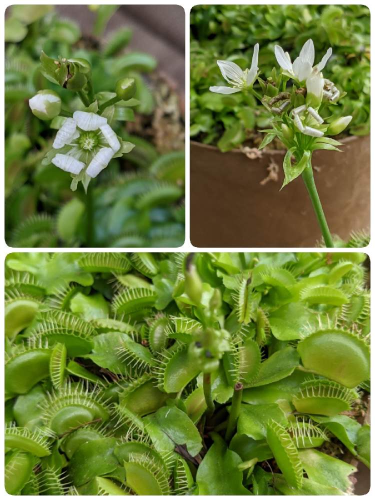 ハエトリソウの投稿画像 By 食虫男子さん ハエトリソウの花と動植物園と食虫植物と温室と食虫植物が好きとお花 月11月11日 Greensnap グリーンスナップ ハエトリソウの投稿画像 By 食虫男子さん ハエトリソウの花と動植物園と食虫植物と温室と食虫植物が好きとお花 月11月11日 Greensnap グリーンスナップ