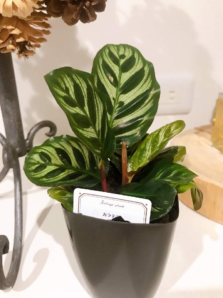 カラテアの投稿画像 By Saさん カラテア マコヤナとインドアグリーンとno Green No Lifeと観葉植物と埼玉ンズ倶楽部とわが家の観葉植物 とカラテア属と成長記録とdaiso 月11月11日 Greensnap グリーンスナップ