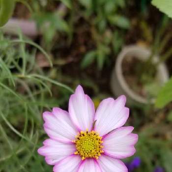 人気が高い 100粒 縁取りが可愛いコスモス ピコティ 秋咲きは6 7月まきで 植物 観葉植物 Getvolt Dk