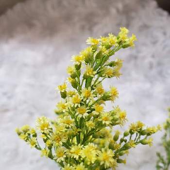 ベスト ソリダコ 花 ソリダコ 花