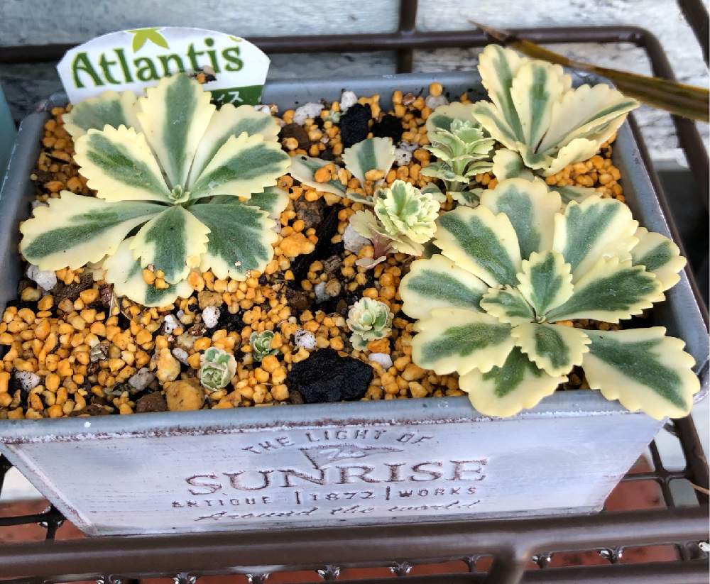 セダム属の投稿画像 By はっちさん おひとりさま多肉と植え替えと多肉女子とゆくはし植物園と多肉狩りとアトランティス セダム 月11月11日 Greensnap グリーンスナップ