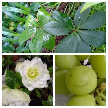 greensnap グリーンスナップ
