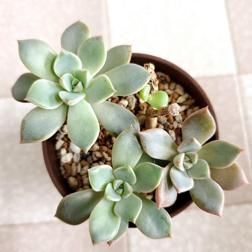 多肉植物の投稿画像 By 78 ナナハチ さん ダイソーと100均多肉とエケベリア属と多肉女子と多肉初心者とダイソー産と多肉植物とダイソーと100均多肉 とエケベリア属と多肉女子と多肉初心者とダイソー産 月11月11日 Greensnap グリーンスナップ Greensnap 多肉植物の投稿画像 By 78 ナナハチ さん ダイソーと100均多肉とエケベリア属と多肉女子と多肉初心者とダイソー産と多肉植物とダイソーと100均多肉 とエケベリア属と多肉女子と多肉初心者とダイソー産 月11月11日 Greensnap グリーンスナップ Greensnap