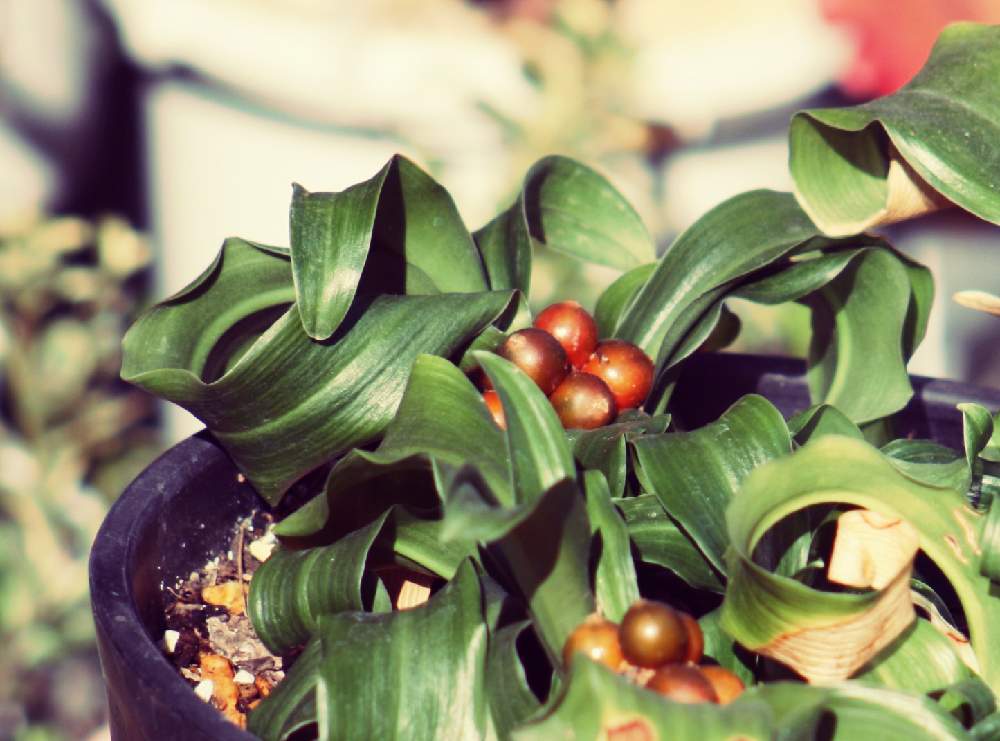 万年青 おもと の投稿画像 By Mさん 紅葉フォトコンとno Green No Lifeとおうち園芸と万年青 と実のなる植物とクルクルと1 000万枚突破とセダムセット希望と紅葉フォトコンとno Green No Lifeとおうち園芸と万年青 と実のなる植物とクルクルと1 000万枚突破と