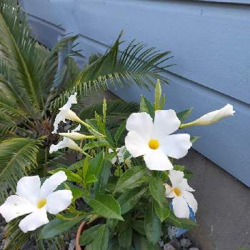 サンパラソル クリアホワイトの画像 by chocoさん | 小さな庭とサンパラソル クリアホワイトと夏の花と花のある暮らしとトロピカルプランツ