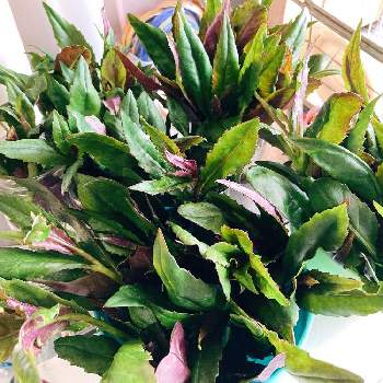 ハンダマ 金時草 水前寺菜 式部菜 の投稿画像一覧 Greensnap グリーンスナップ