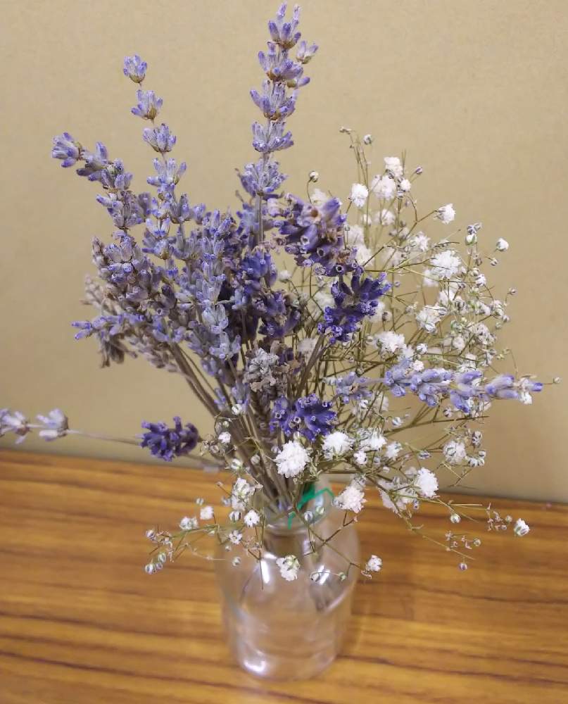 ラベンダーの投稿画像 By すずさん かすみ草とドライフラワーと切り花といい匂いと紫の花 月11月12日 Greensnap グリーンスナップ