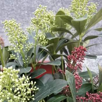 四季の花籠の画像 by かえさん | お出かけ先と散歩とHTCと四季の花籠と花 シキミア