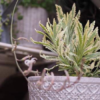 ラベンダー メルローの投稿画像一覧 Greensnap グリーンスナップ