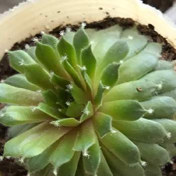 多肉植物 ベンケイソウ科の投稿画像一覧 Greensnap グリーンスナップ