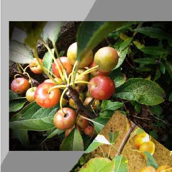 姫りんごの実の画像 by リベカさん | 小さな庭とおうち園芸とGSの皆さんに感謝❣️と実のなる植物と感動❣️と姫りんごの実