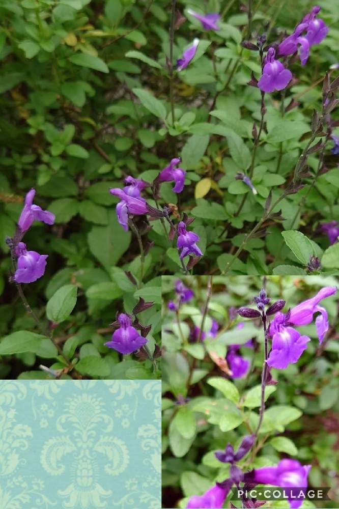 チェリーセージの投稿画像 By かたかごさん 癒やされると医療 介護の皆様に感謝と乗り切ろうコロナと秋の風情とチーム ブルー No 024ときれいと青い秋の花と頑張れ日本とありがとう医療従事者の方々と青い花マニアとチーム ブルーと なおみ さん500picと宿根