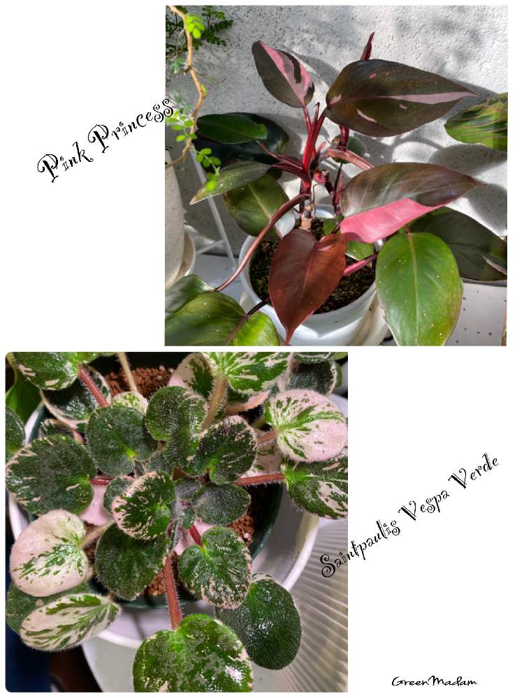 セントポーリア♡の投稿画像 by グリーンマダム（Green Madam）さん ...