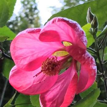 真っ赤な花びらの画像 by お伽草詩さん | 小さな庭とアプチロンと可愛いとふんわり感と背の高い植物と真っ赤な花びら