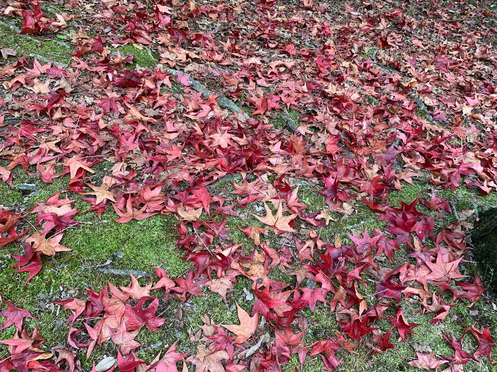 お出かけ先の画像 by kazu kazuさん | お出かけ先と紅葉フォトコン2020と癒しの時間と2020紅葉と秋の京都と 紅葉と癒しの空間と趣きがあると綺麗と秋のお散歩とたたずまいと紅葉を楽しむと朝のお散歩と紅葉を味わうと紅葉2020と京都の紅葉といい眺めと紅葉グラデーションと赤色グラデーションとかわいいと秋みつけたともみじ紅葉