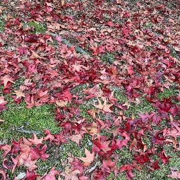 赤色グラデーションの画像 by kazu kazuさん | お出かけ先と紅葉フォトコン2020と癒しの時間と2020紅葉と秋の京都と 紅葉と癒しの空間と趣きがあると綺麗と秋のお散歩とたたずまいと紅葉を楽しむと朝のお散歩と紅葉を味わうと紅葉2020と京都の紅葉といい眺めと紅葉グラデーションと赤色グラデーションとかわいいと秋みつけたともみじ紅葉