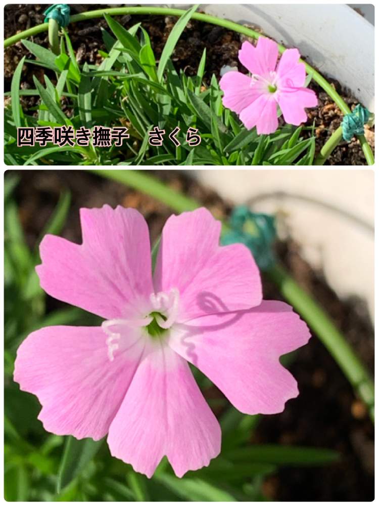 ナデシコ さくらの投稿画像 By 花ちゃんさん 埼玉ンズ倶楽部と四季咲きナデシコ とおうち園芸と撫子 さくらと花のある暮らしと四季咲きナデシコさくら 月11月12日 Greensnap グリーンスナップ