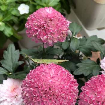 お花と虫の画像 by mimimiさん | 小さな庭とピンポンマム　ピンポン菊とお花と虫とおうち園芸とmimimiのピンポンマムと今日のお花