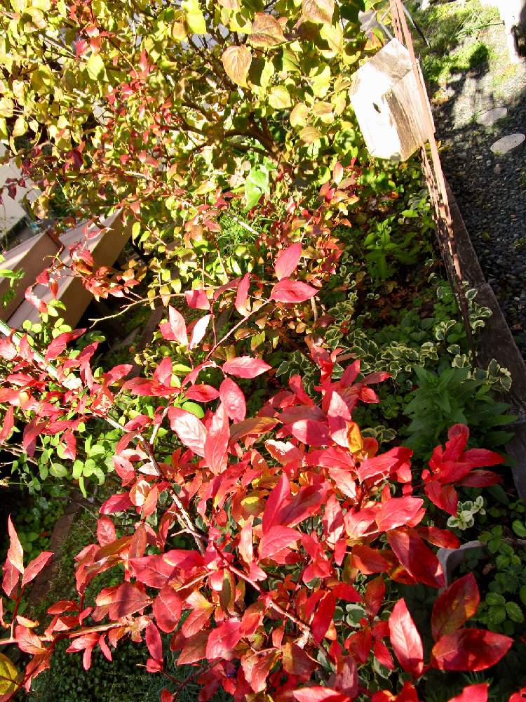 ブルーベリーの投稿画像 By Yokoさん 紅葉フォトコンと癒しと葉っぱと木が好きと植中毒とナチュラルと風景と秋の風景 月11月12日 Greensnap グリーンスナップ