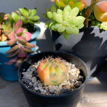 ギムノカリウム属の投稿画像一覧 Greensnap グリーンスナップ