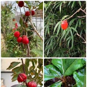 ルビーサンザシの画像 by くりさん | 小さな庭とルビーサンザシとヤブコウジと夕映え　柿とハイビスカスローゼルと赤い実