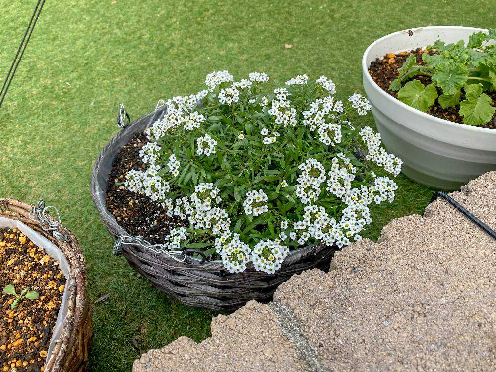 生育旺盛で強健！スーパーアリッサム：スノープリンセス10.5㎝ポット苗