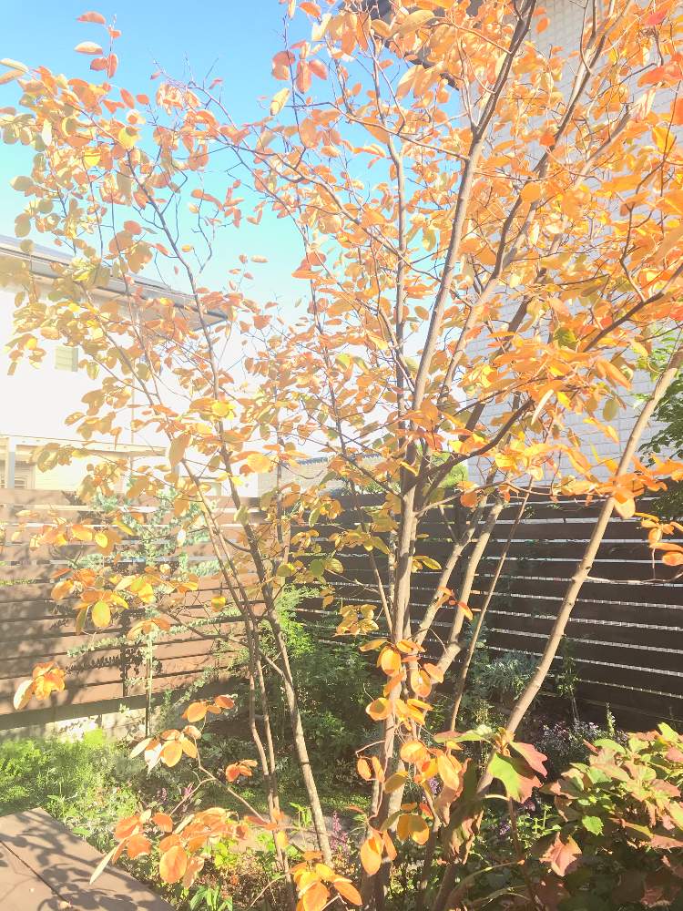 ジューンベリーの投稿画像 By ソラミさん 紅葉フォトコンと自分で植えた木と紅葉 こうよう と庭木とリビングからの眺めと秋の日差しと昼のお庭 月11月12日 Greensnap グリーンスナップ