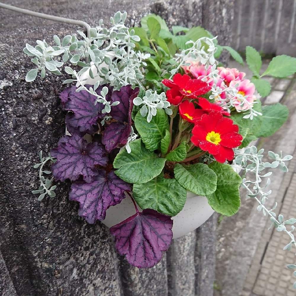 ワイルドストロベリーの投稿画像 By ゆうがおさん オレアリア リトルスモーキーとヒューケラ フォーエバーパープルとプリムラ ジュリアンと寄せ植え 月11月12日 Greensnap グリーンスナップ