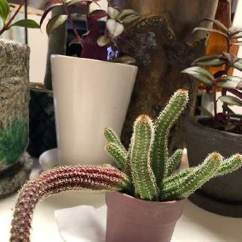 ヒモサボテンの投稿画像一覧 Greensnap グリーンスナップ