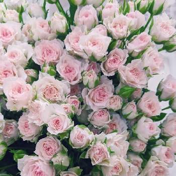 スプレーバラ ファンシーローラの投稿画像一覧 Greensnap グリーンスナップ