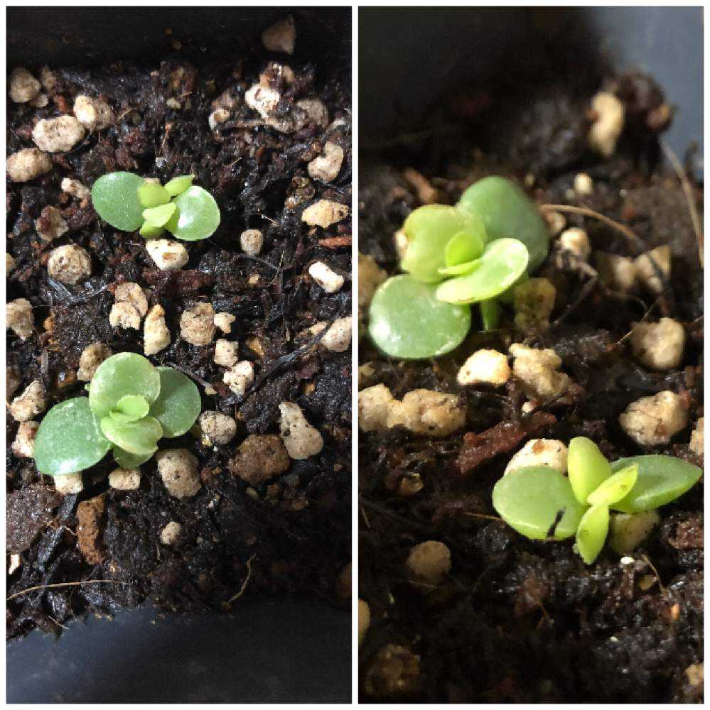 不思議な謎多肉 Greensnap グリーンスナップ