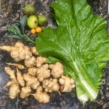 ブロッコリー収穫の画像 by Siri H.さん | キッチンと無花果収穫と菊芋収穫と黄色アイコミニトマト収穫と白菜収穫とブロッコリー収穫