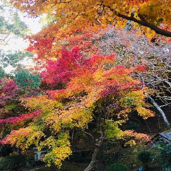 尾関山公園の投稿画像一覧 Greensnap グリーンスナップ